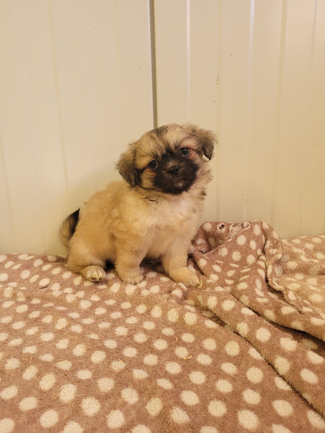 Chiot N°4
