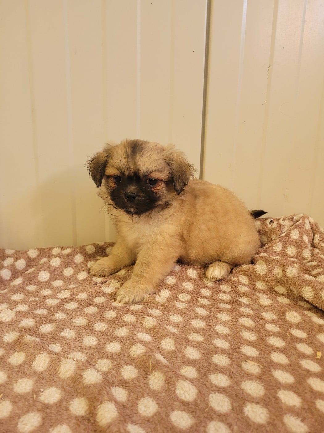 Chiot N°4