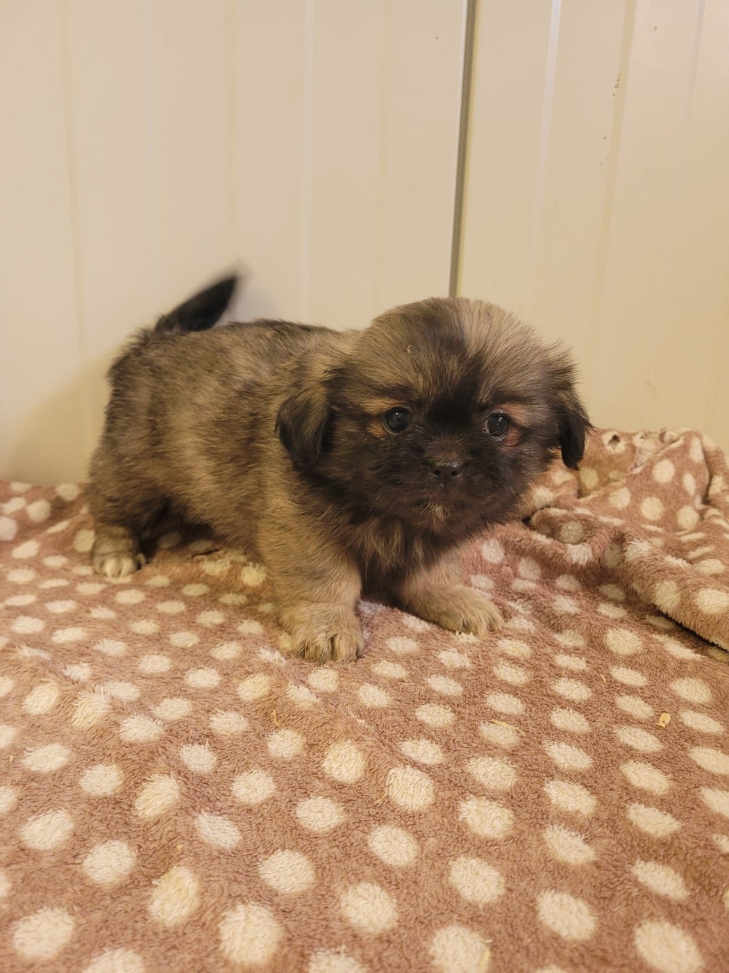 Chiot N°5