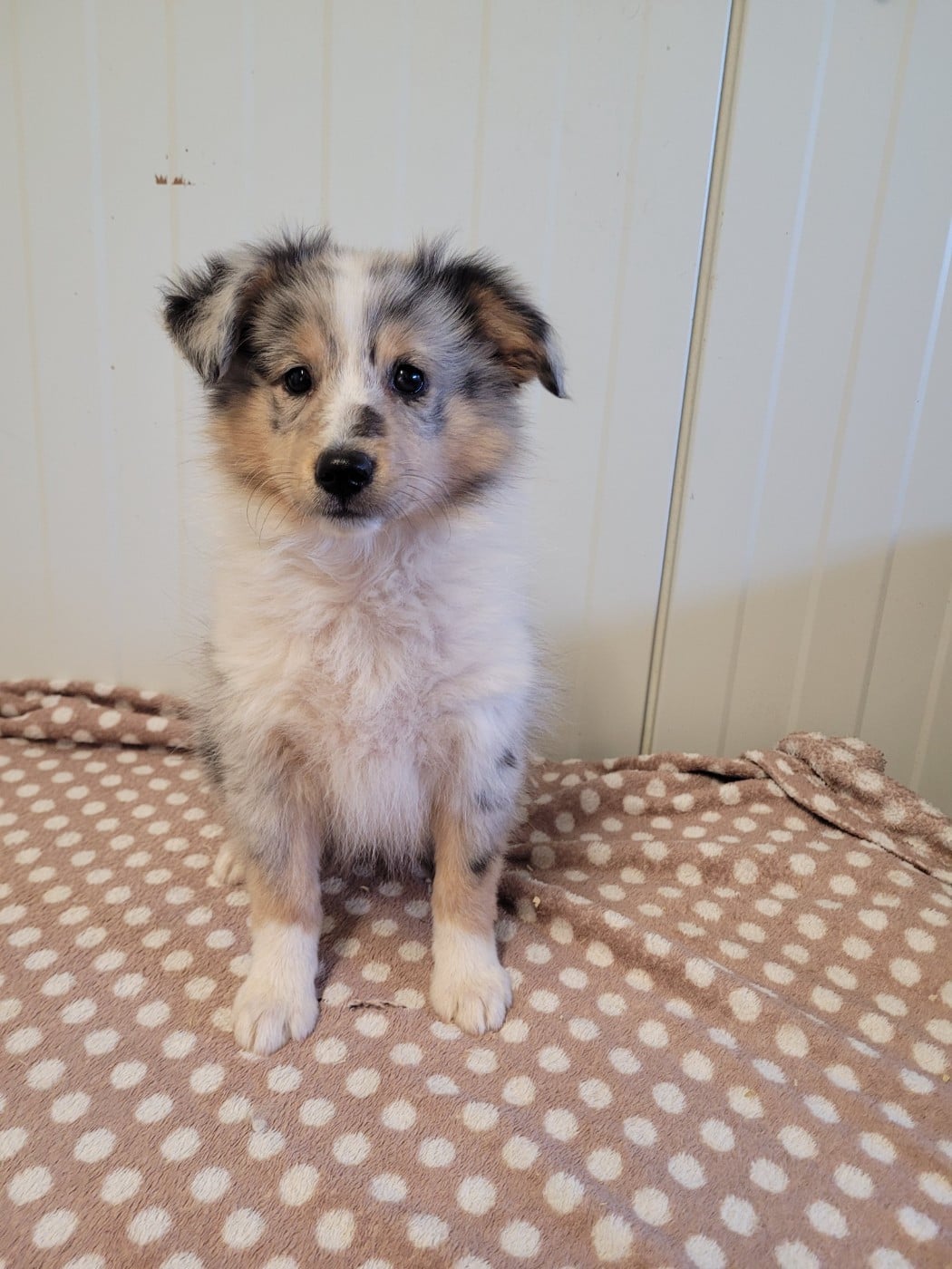 Shetland Sheepdog - des terres de bourguenailles