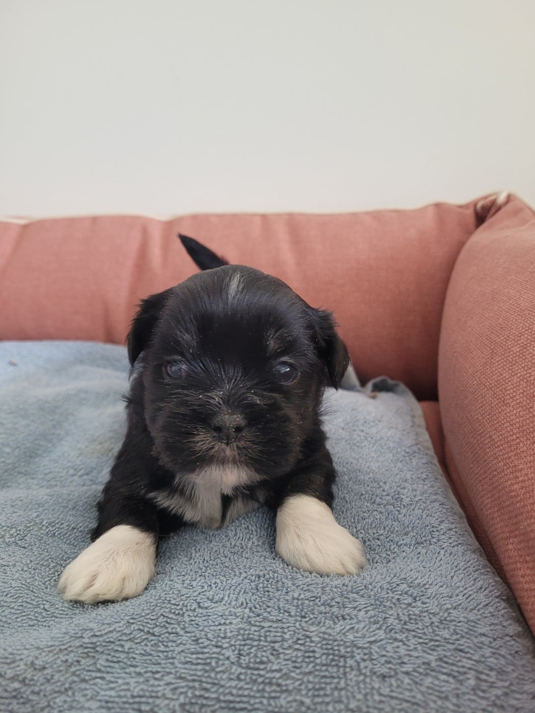Lhassa Apso - des terres de bourguenailles