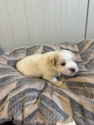 Les chiots de Coton de Tulear