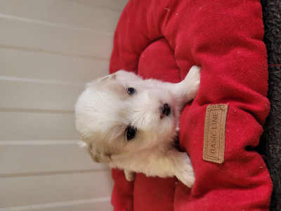 Les chiots de Coton de Tulear