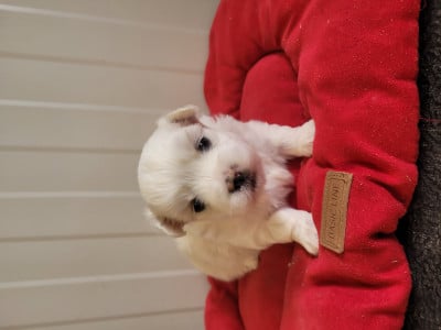 Les chiots de Coton de Tulear