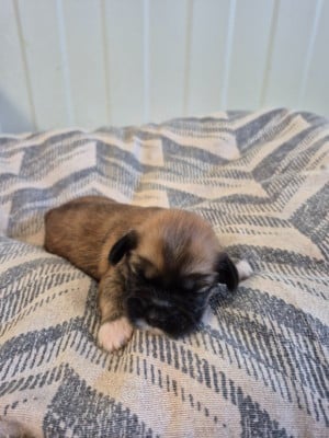 Les chiots de Lhassa Apso