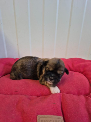 Les chiots de Lhassa Apso