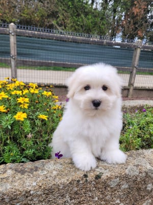 Les chiots de Coton de Tulear