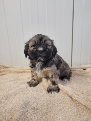 Les chiots de Lhassa Apso