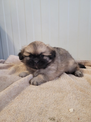 Les chiots de Epagneul tibetain