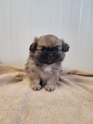 Les chiots de Epagneul tibetain