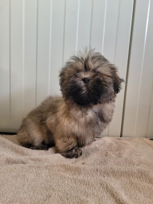 Les chiots de Lhassa Apso