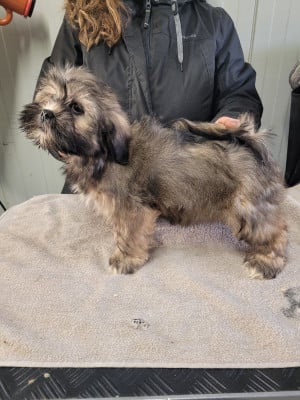 Les chiots de Lhassa Apso