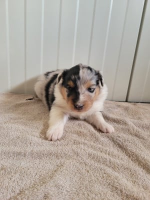 Les chiots de Shetland Sheepdog