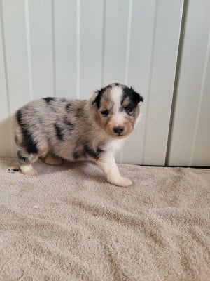Les chiots de Shetland Sheepdog