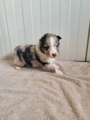 Les chiots de Shetland Sheepdog