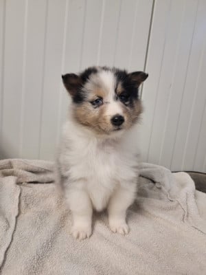 Les chiots de Shetland Sheepdog