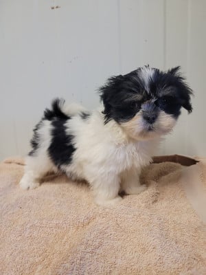 Les chiots de Lhassa Apso