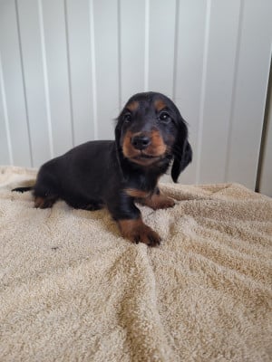 Les chiots de Teckel poil long