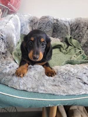 Les chiots de Teckel poil long