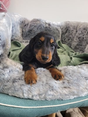 Les chiots de Teckel poil long