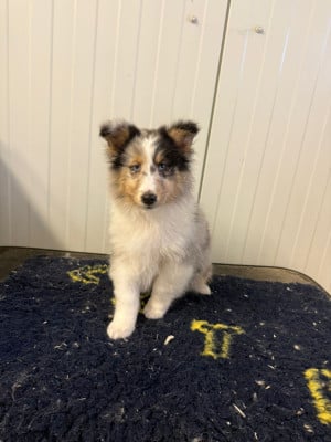 Les chiots de Shetland Sheepdog