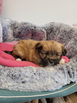 Les chiots de Lhassa Apso