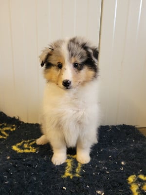 Shetland Sheepdog