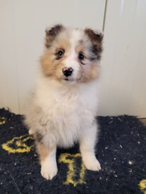 Chiot N°4 - Shetland Sheepdog