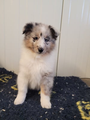 Chiot N°2 - Shetland Sheepdog