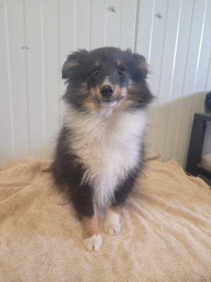 Les chiots de Shetland Sheepdog
