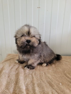 Les chiots de Lhassa Apso