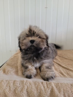 Les chiots de Lhassa Apso