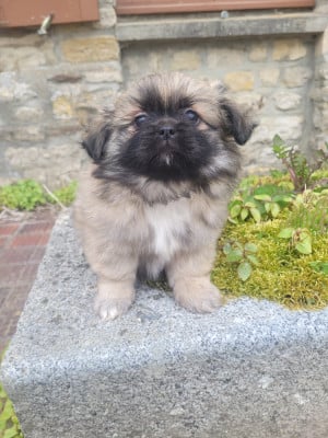 Les chiots de Epagneul tibetain