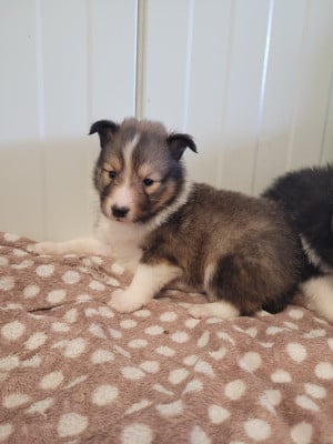 Les chiots de Shetland Sheepdog