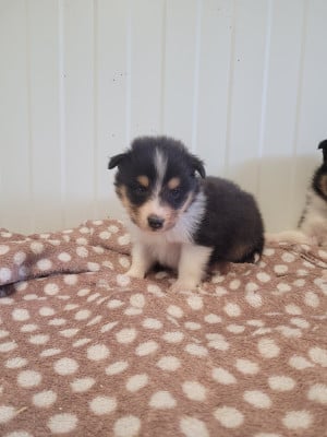 Les chiots de Shetland Sheepdog