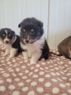 Les chiots de Shetland Sheepdog