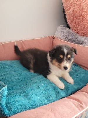Les chiots de Shetland Sheepdog