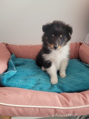 Les chiots de Shetland Sheepdog