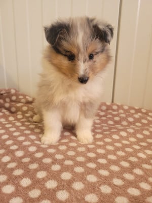 Les chiots de Shetland Sheepdog