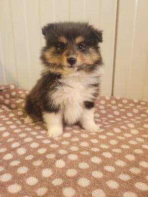 Les chiots de Shetland Sheepdog