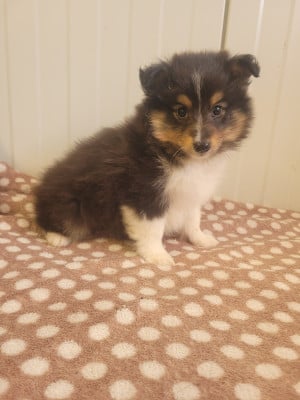 Les chiots de Shetland Sheepdog
