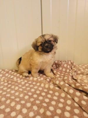 Les chiots de Epagneul tibetain
