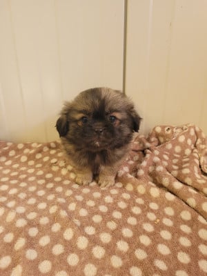 Les chiots de Epagneul tibetain