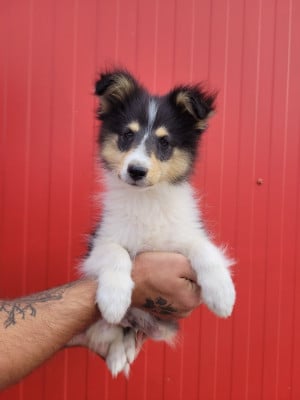 Les chiots de Shetland Sheepdog