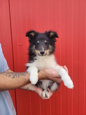 Les chiots de Shetland Sheepdog