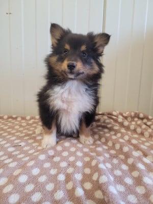 Les chiots de Shetland Sheepdog