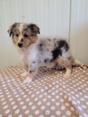 Les chiots de Shetland Sheepdog