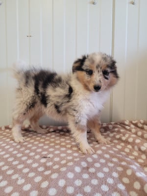 Les chiots de Shetland Sheepdog