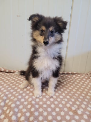 Les chiots de Shetland Sheepdog