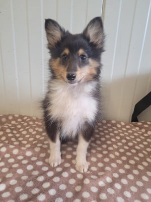 Les chiots de Shetland Sheepdog